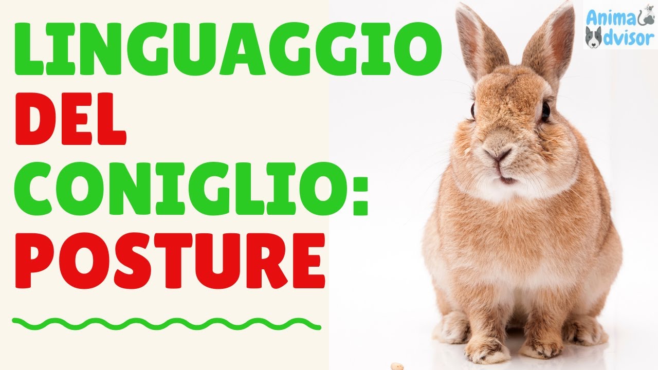 Watch Now LINGUAGGIO DEL CONIGLIO: POSTURE E COMPORTAMENTI LINGUAGGIO DEL CONIGLIO: POSTURE E COMPORTAMENTI