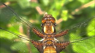 preview picture of video 'Broad-bodied Chaser (Libellula depressa), female - 2013-05-19'