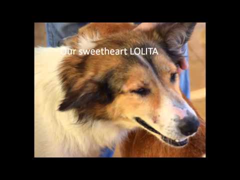 ESMA DOGS 26 06 2015