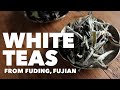 White Teas From Fujian Silver Needle White Peony And Shou Mei