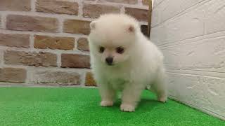 ポメラニアンの動画01