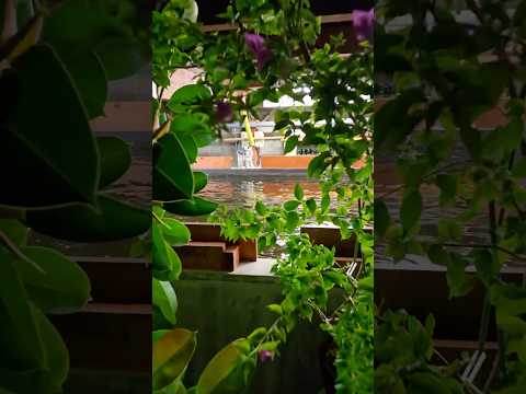 étang-carpes-koi-babriquer-soi-même-projecteurs-submersibles-bas