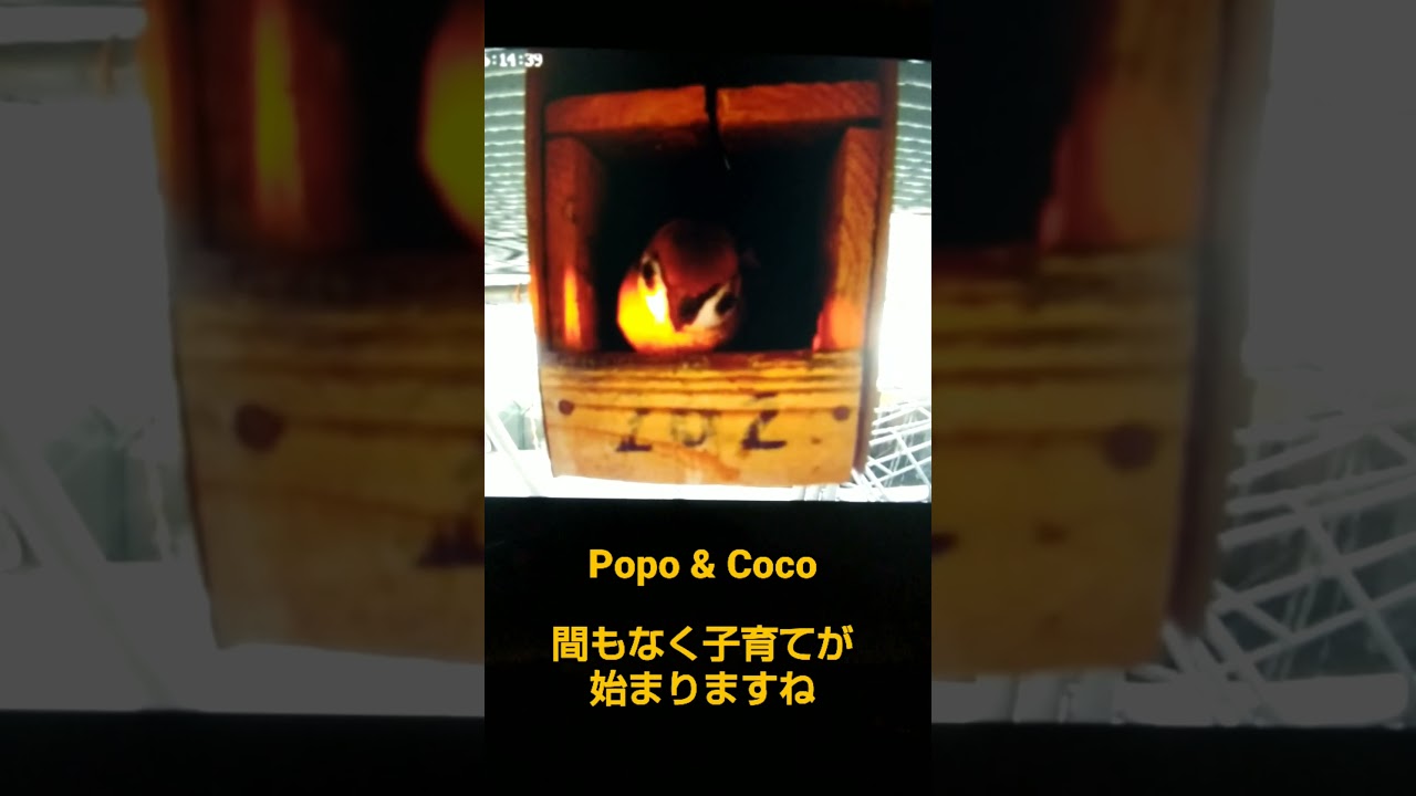 朝日が当たる巣箱