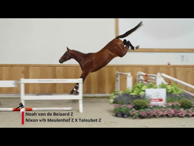 Noah van de Beiaard Z