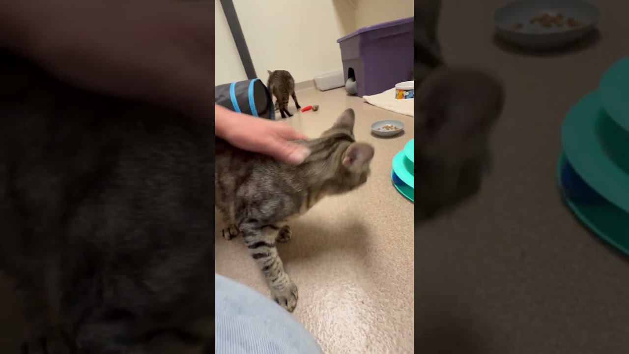Jenny, a Adoptable Domestic Short Hair in Oshkosh, WI video 4/4