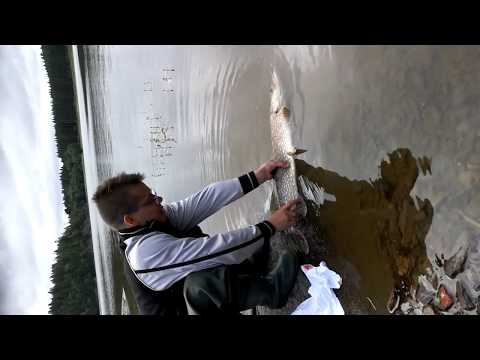 fishing pike attack monster blow up frog atak szczupaka na żabę