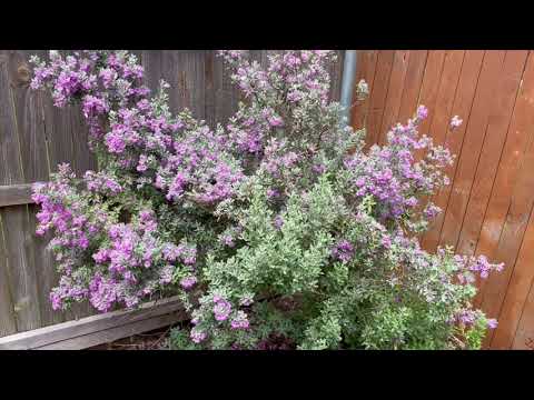 Best Plants Series - Texas Sage