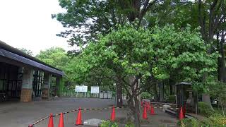 ツクツクホウシが鳴いた