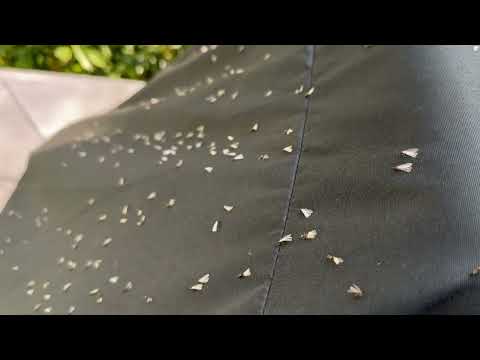 Thousands of Termite Swarmers by the Grill in Point Pleasant Beach, NJ