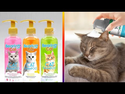 Top 5 Best Shampoos For A Cat in 2022 - Review & Buying Guide