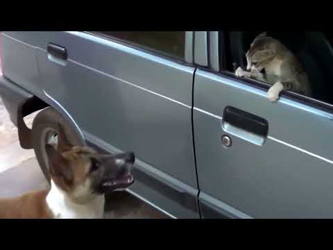 Angry Cats VS Dogs Funny Compilation