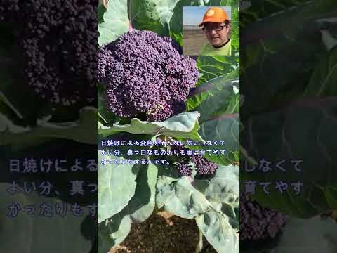 園芸 カリフラワー