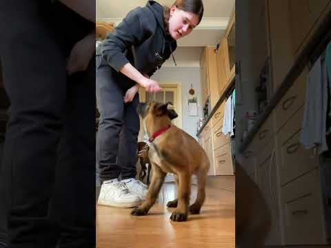 How To Train A Belgium Malinois Dog Fast
