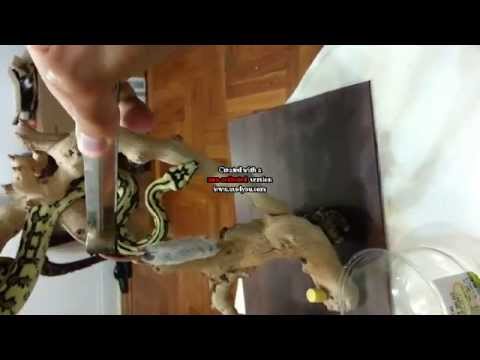 Machiavello jungle jaguar duelling