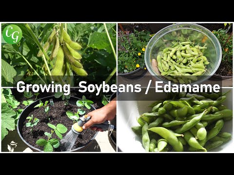 Cultivate Your Own Edamame: A Guide to Growing and Enjoying Soybeans!