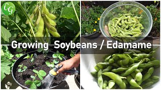 Cultivate Your Own Edamame: A Guide to Growing and Enjoying Soybeans!