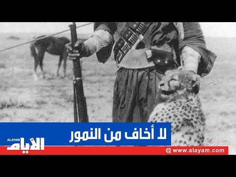 البيطري أحمد الأمير والنمور التي وصلت هديّة لسمو الأمير الراحل