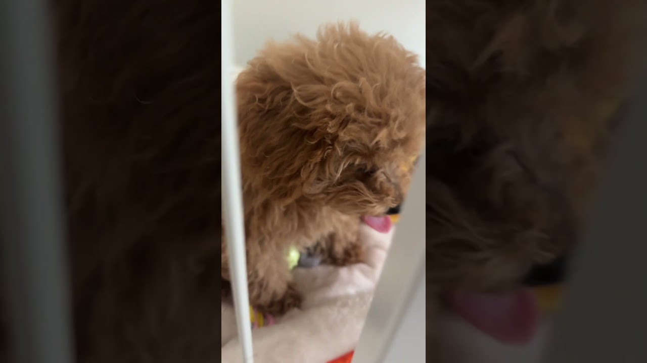 【新メンバー】ただの癒し動画です！#shorts #犬 #トイプードル