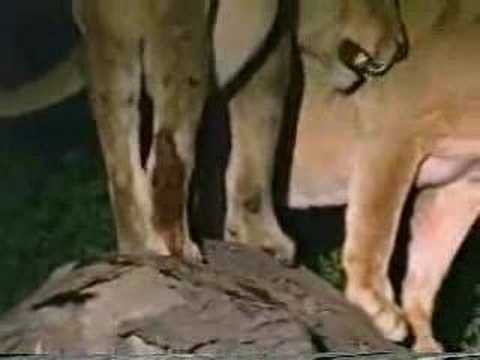 Lion vs Hyena - (Beastie Boys vs Prodigy)