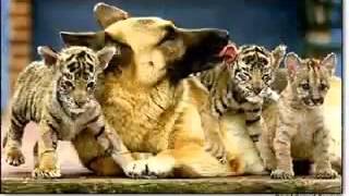 O Progresso (Roberto Carlos)