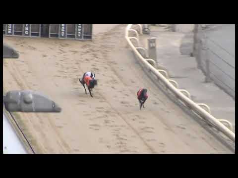 Greyhound 2023 - 08.04.2023 Trial 6