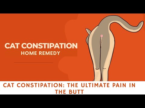 Cat constipation home remedy | CAT CONSTIPATION: THE ULTIMATE PAIN IN THE BUTT