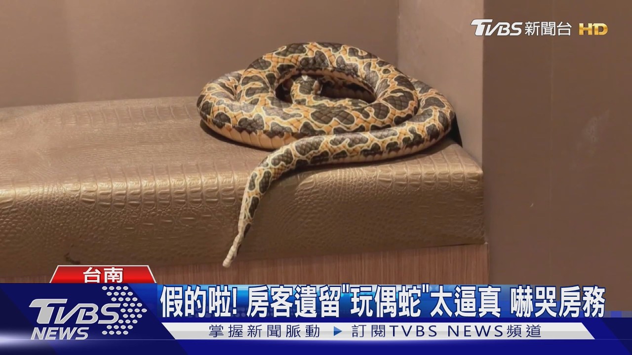 影音/衣櫃驚見巨蛇盤踞! 房務阿姨嚇哭 真相翻轉「淚眼變白眼」