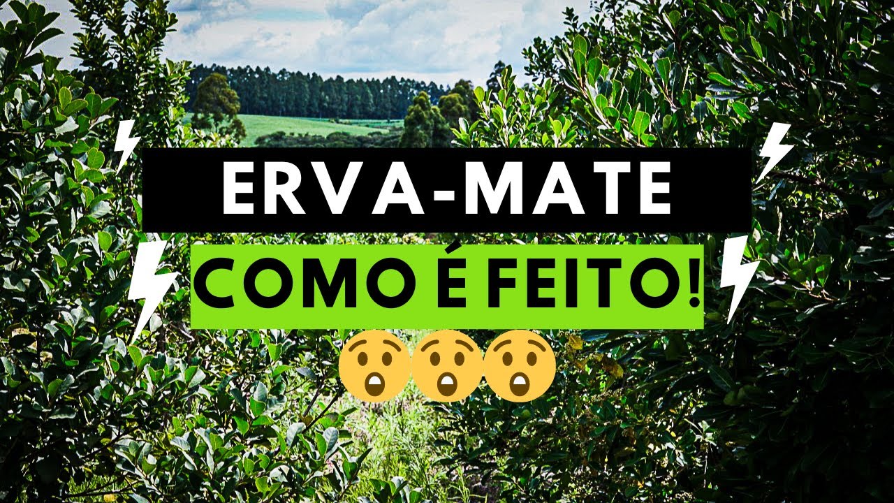 COMO É FEITO TODO O PROCESSO DA ERVA-MATE DE TERERÉ E CHIMARRÃO! VOCÊ PRECISA VER ISSO.