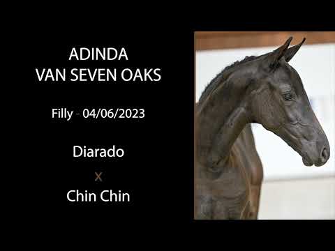 Adinda van Seven Oaks (Diarado x Chin Chin)
