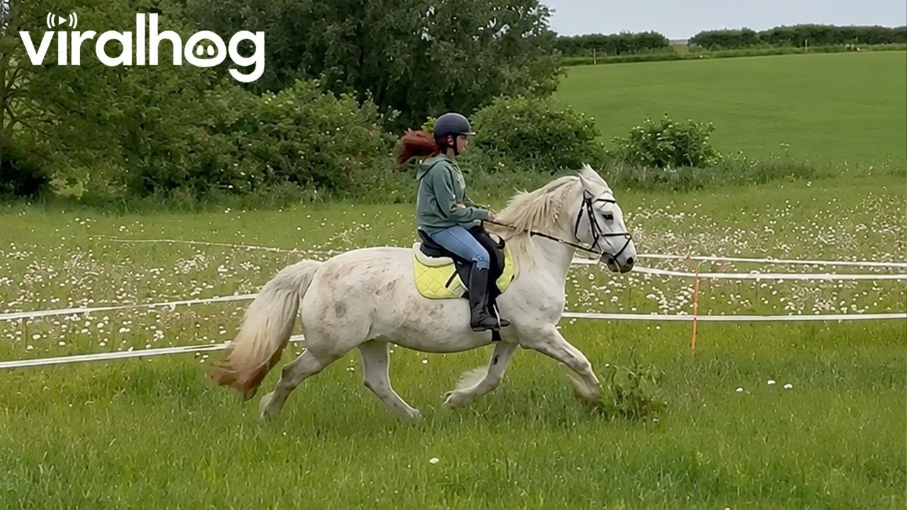 Horse Bucks Rider Off Then Twirls In Circles || ViralHog