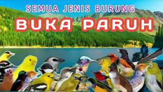 Download lagu TERAPI BURUNG MALAM HARI DAN PAGI HARI, MERANGSANG BURUNG UNTUK RAJIN BERBUNYI,GACOR DAN BUKA PARUH mp3