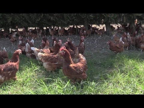 , title : 'La tutela del benessere nell'allevamento di galline ovaiole'