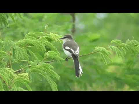 Pestrec bielobruchý (Pericrocotus erythropygius) — správanie a biotop