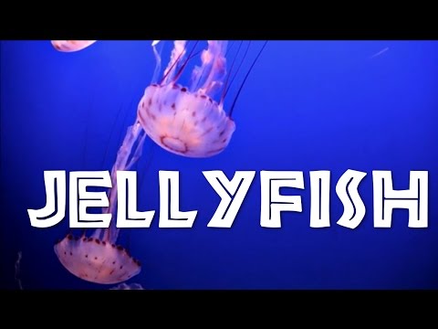 All About Jellyfish for Kids: Jellyfish for Children - FreeSchool