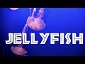 All About Jellyfish For Kids Jellyfish For Children FreeSchool