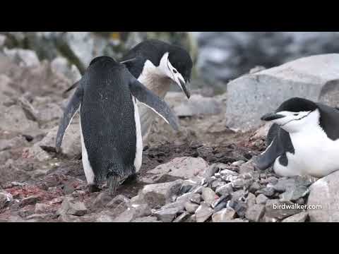 Tučniak uzdičkový (Pygoscelis antarcticus) — kolónia Half Moon Island