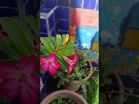 #portodegalinhas #rosas #plantas #flores #rosadodeserto #plantas #floricultura #flores  #pernambuco