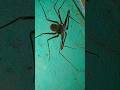 Whip spider 😱😱 #shorts