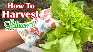 How To Harvest Iceberg Lettuce From The Garden To Keep Growing &amp; Producing