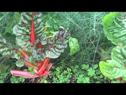 download lagu mp3 mp4 Winter Green Florida, download lagu Winter Green Florida gratis, unduh video klip Winter Green Florida