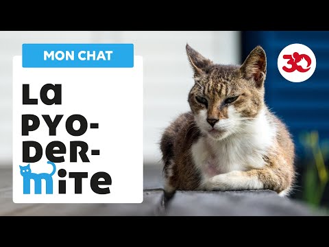 comment soigner pyodermite chien