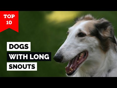 Terrier Long Nose Dog