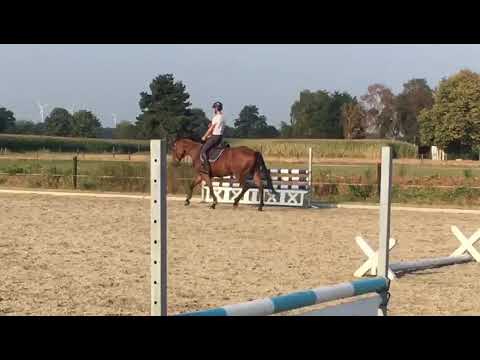 Ricolette v Arezzo VDL - 3 yrs old - 2 months under the saddle