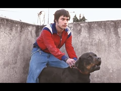 20 años después ¿Dónde está ahora el elenco de la película Amores Perros?