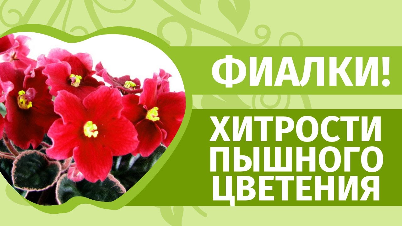 Фиалки круглый год! Самый простой уход в домашних условиях. Рассказывает Наталья Петренко