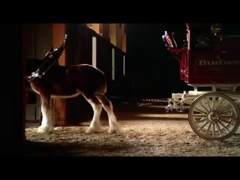 Budweiser Clydesdale Super Bowl Commercial 2006