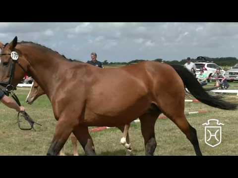 NF177 Stutfohlen von Livello - Acobat II - Cassini I