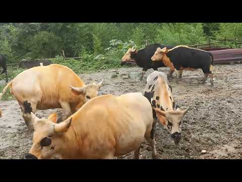 WORLD'S LARGEST CATTLE SPECIES INDIA MITHUN ANIMALS