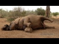 The Plight of the African Elephant: Real Sports Trailer (HBO)