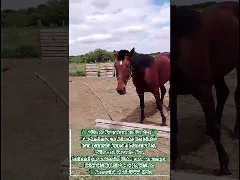 Alfalfa Premium 🌿 Abasto (La Plata) – Acuerdo en Matorrales, Villa Rosario | 📞1127774981